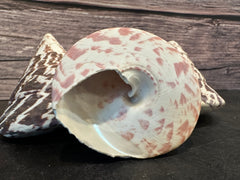 Commercial Top Shell