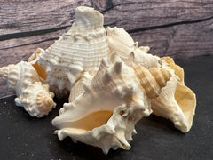 Juvenile Melongena Bispinosa Shells