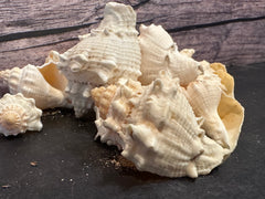 Juvenile Melongena Bispinosa Shells