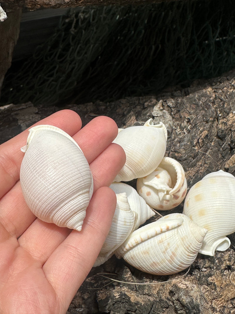 Assorted Bonnet Shell