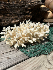 Vintage Ivory Coral - 10x7x5