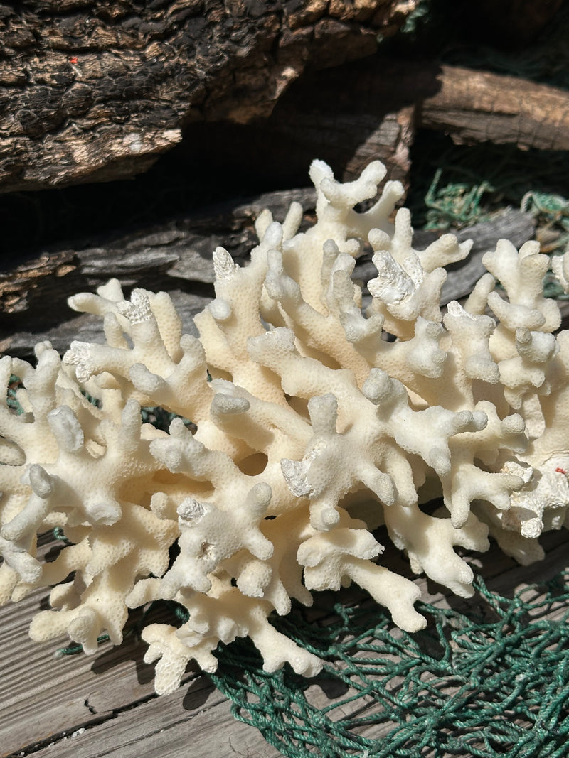 Vintage Ivory Coral - 10x7x5"