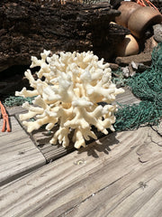 Vintage Ivory Coral - 10x7x5