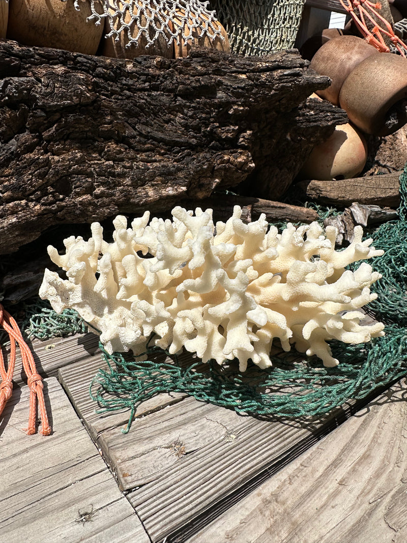 Vintage Ivory Coral - 10x7x5"