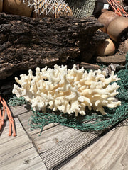 Vintage Ivory Coral - 10x7x5