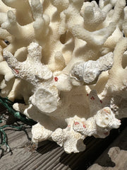Vintage Ivory Coral - 10x7x5