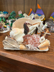 Chank & Mixed Seashells Novelty Light (Seahorse,  Palm Tree, Flamingo or Crucifix Accent)