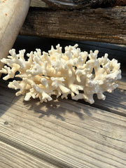 Vintage Ivory Coral - 10x7x5