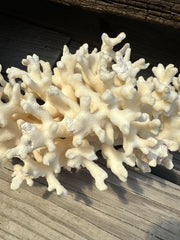 Vintage Ivory Coral - 10x7x5