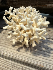 Vintage Ivory Coral - 10x7x5