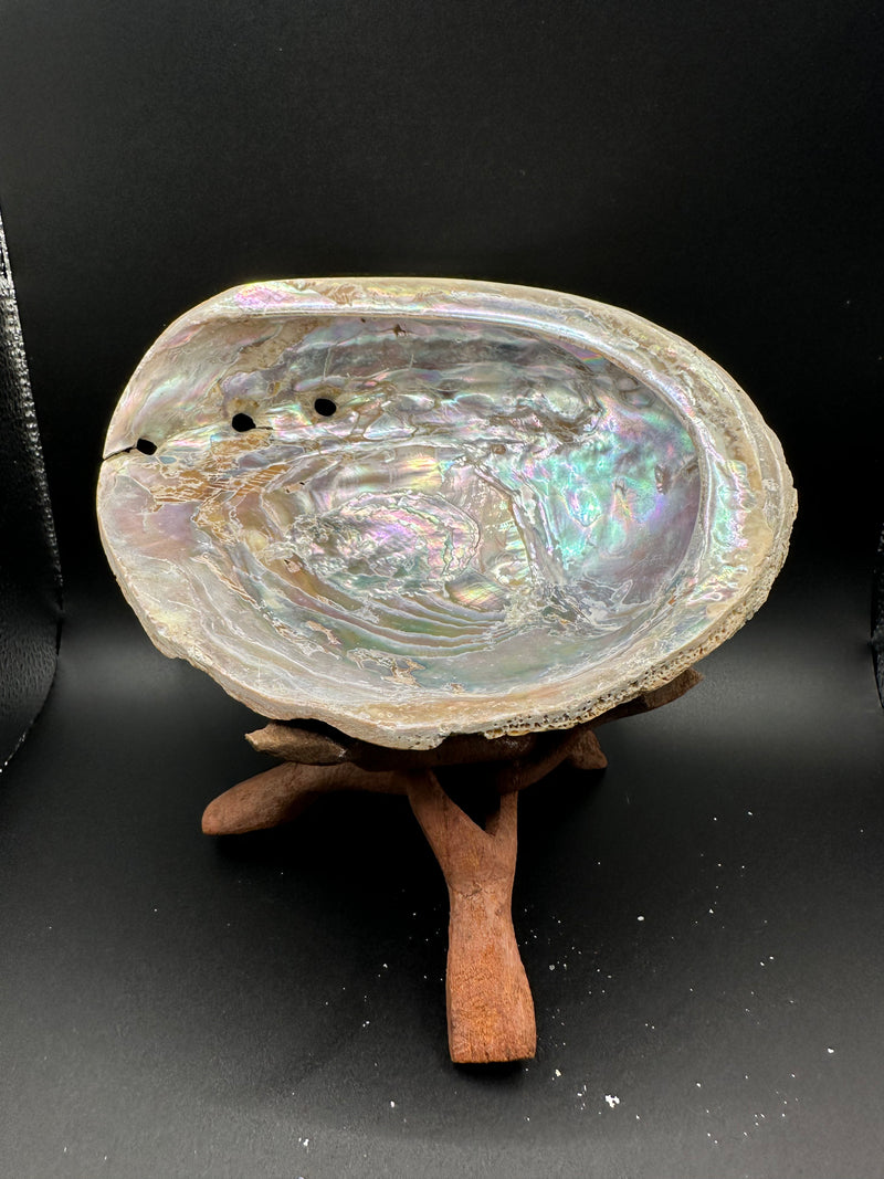 Red Abalone Shell - Haliotis Rufescens 7"