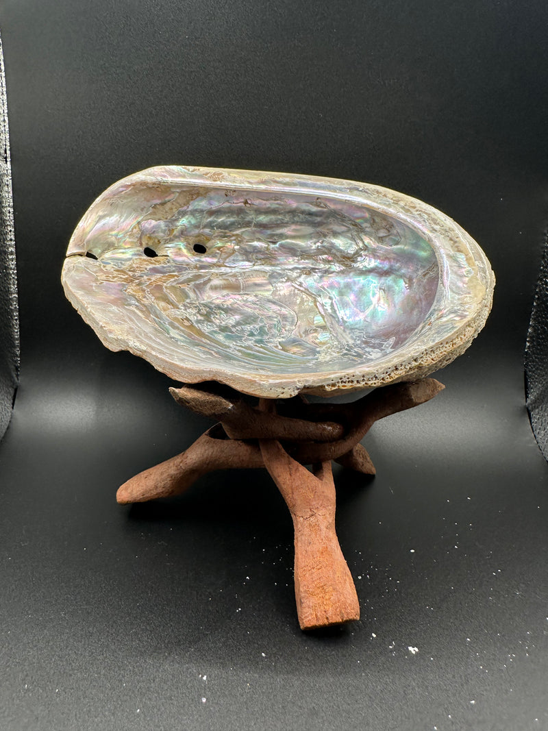 Red Abalone Shell - Haliotis Rufescens 7"