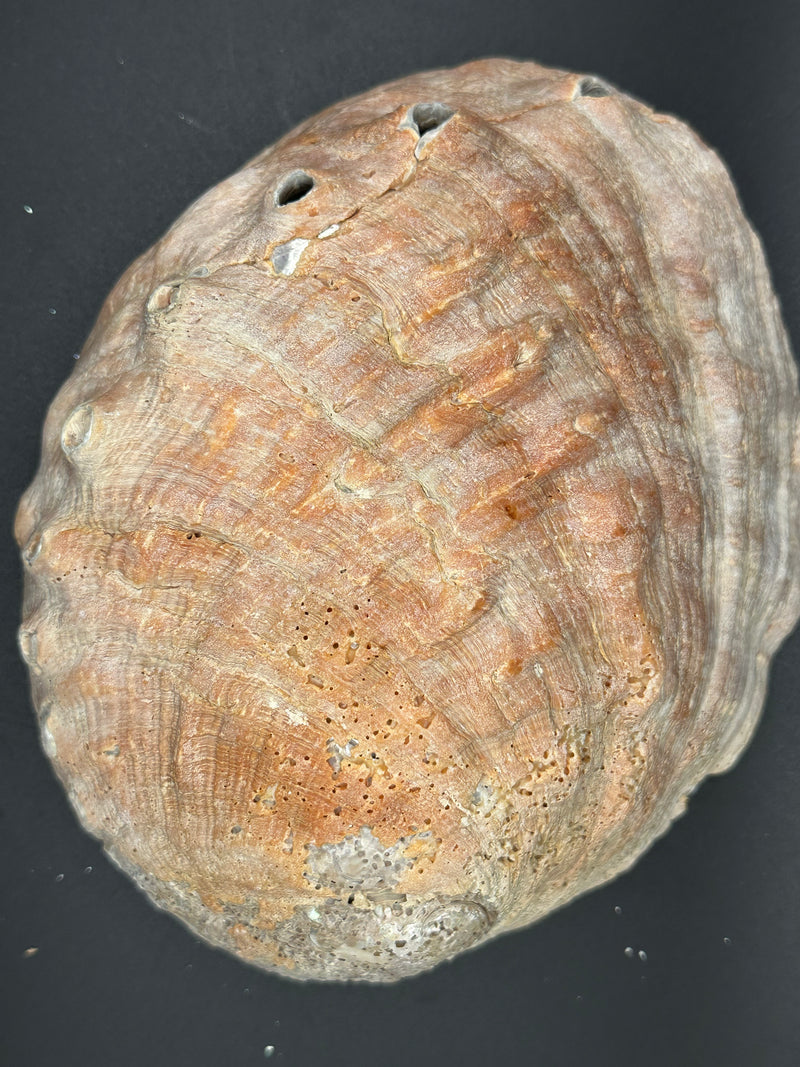 Red Abalone Shell - Haliotis Rufescens 7"