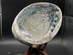 Green Abalone Shell 7x5.5x2