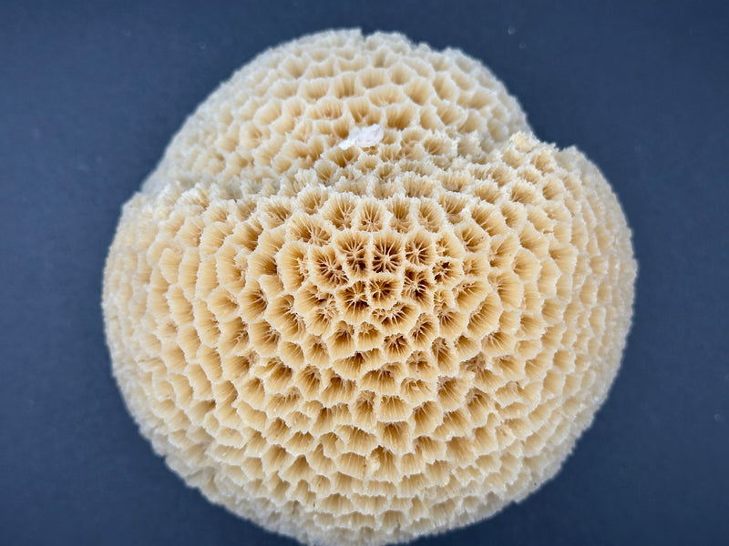 Brain Coral 5.5x4x4"