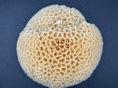 Brain Coral 5.5x4x4