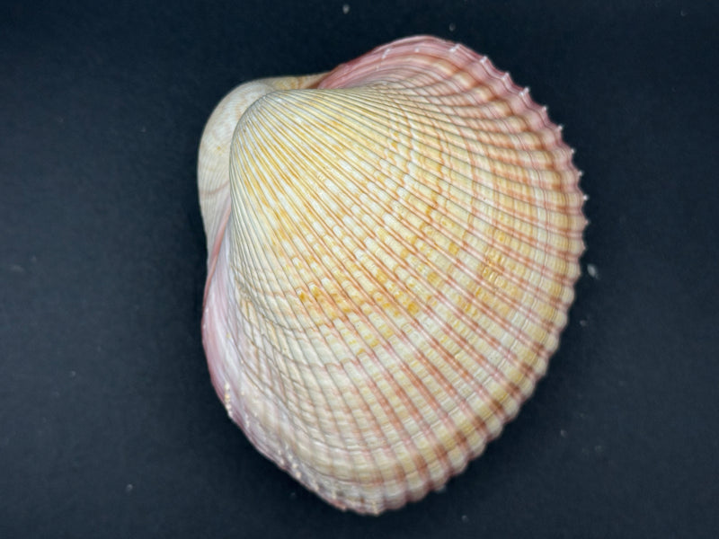 Giant Pink Heart Cockle Shell (Maoricardium Pseudolima) 4x3.5x1.5"