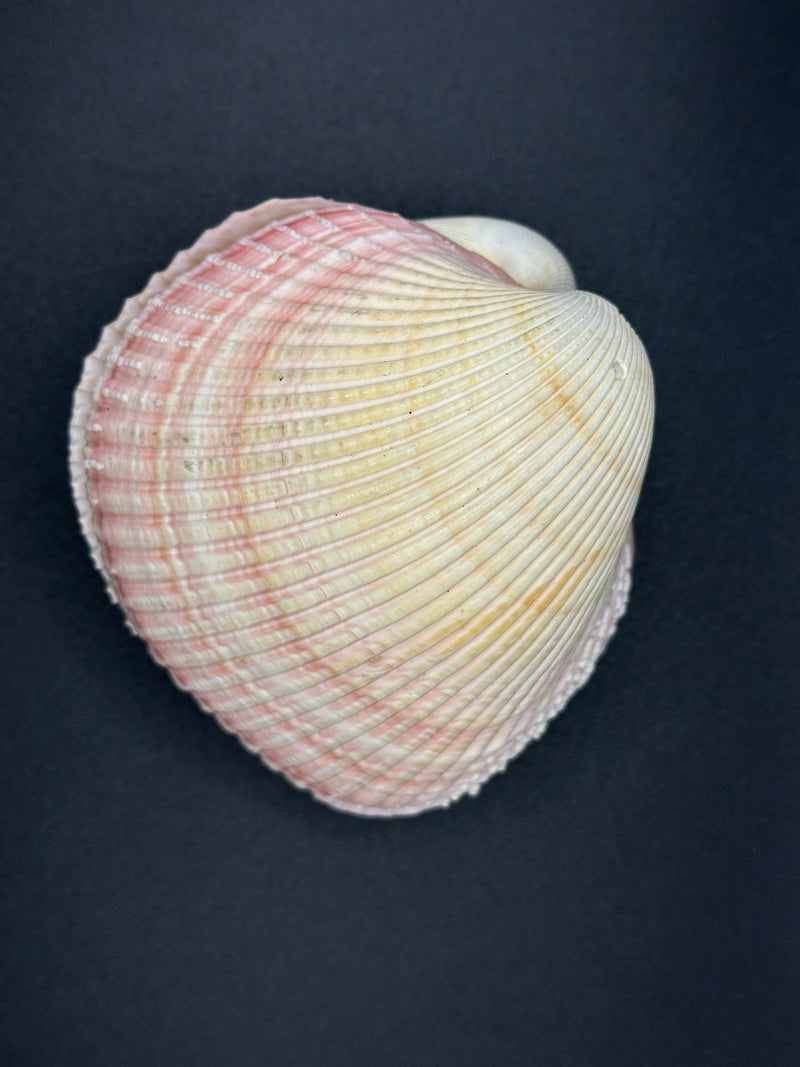 Giant Pink Heart Cockle Shell (Maoricardium Pseudolima) 4x3.5x3" Damaged