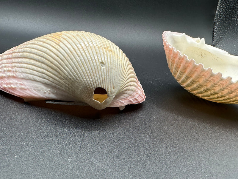 Giant Pink Heart Cockle Shell (Maoricardium Pseudolima) 4x3.5x3" Damaged