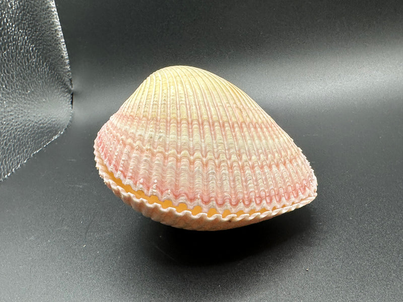 Giant Pink Heart Cockle Shell (Maoricardium Pseudolima) 4x3.5x3" Damaged