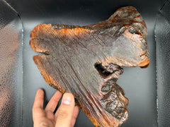 Manzanita Root Wood Burl 10x9x5