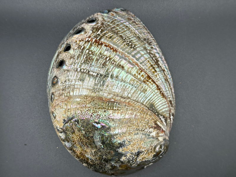 Polished Green Abalone Shell (Haliotis Fulgens) 6.25x5x2"