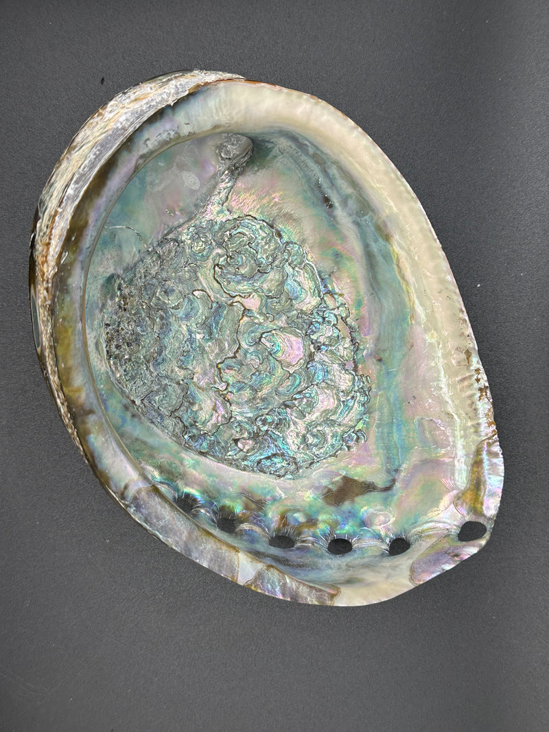 Polished Green Abalone Shell (Haliotis Fulgens) 6.25x5x2"