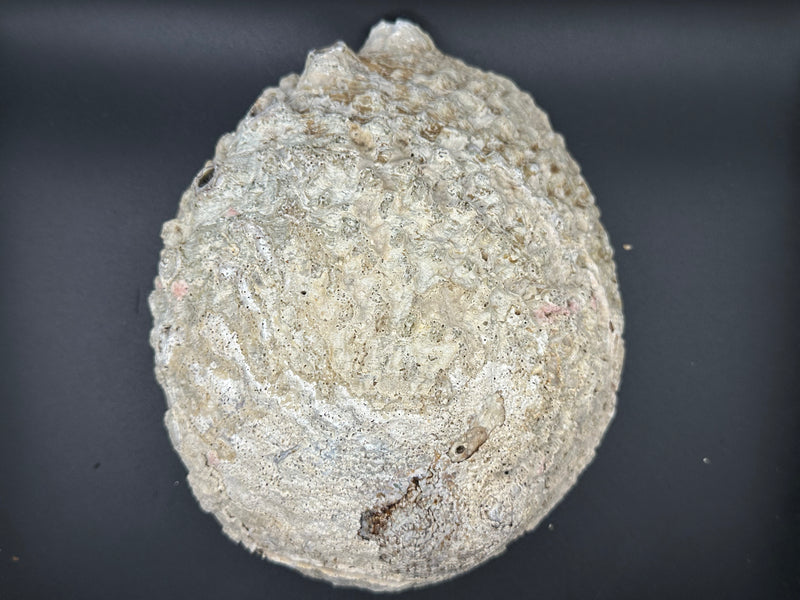 Raw Pink Abalone Shell (Haliotis corrugata)