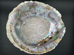 Raw Pink Abalone Shell (Haliotis corrugata)