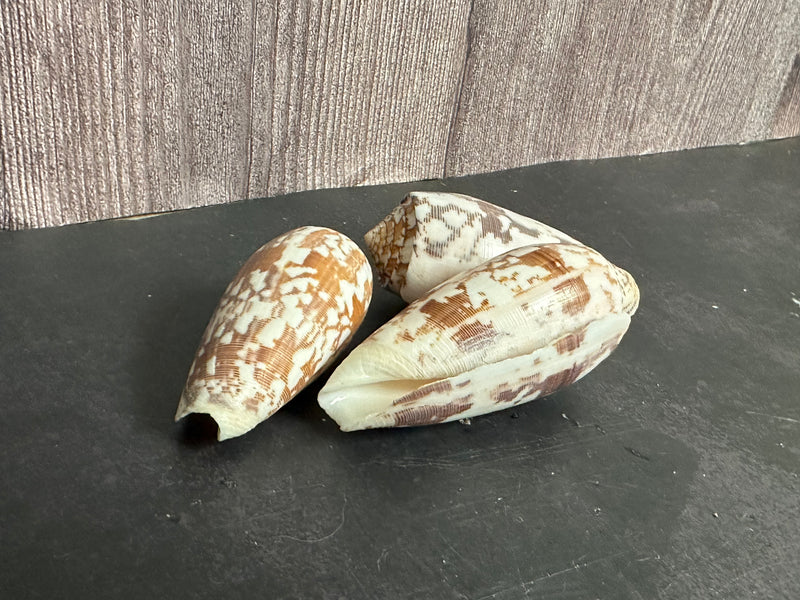 Striated Cone Shell aka Cloth of Gold (Conus striatus)