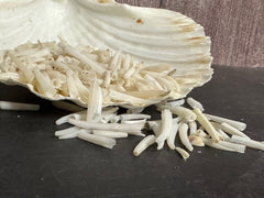 Tusk Shells- Dentalium/ White or Colorful