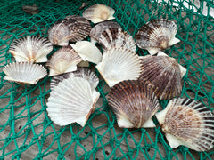 Assorted White and Black Scallops