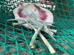 Dentalium Aprium-Green Tusk Shells