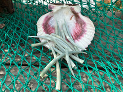 Dentalium Aprium-Green Tusk Shells