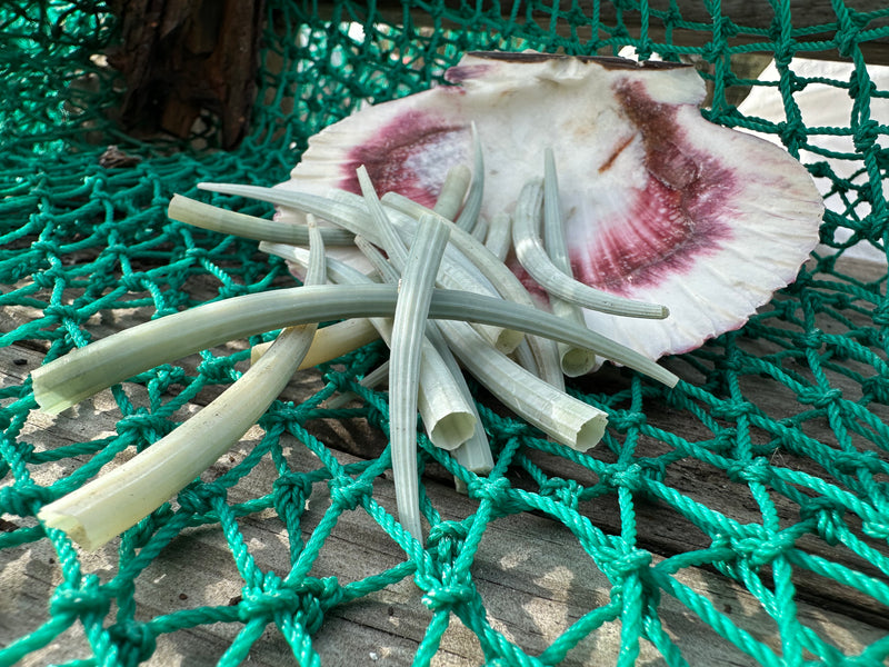 Dentalium Aprium-Green Tusk Shells