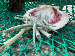 Dentalium Aprium-Green Tusk Shells