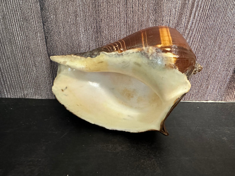 Large Fiber Pacific Crown Conch (Melongena patula)