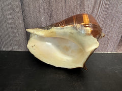 Large Fiber Pacific Crown Conch (Melongena patula)