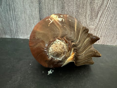 Large Fiber Pacific Crown Conch (Melongena patula)