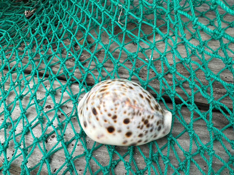 Leopard Cowrie (Cypraea tigris)