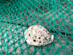 Leopard Cowrie (Cypraea tigris)