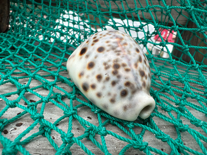 Leopard Cowrie (Cypraea tigris)