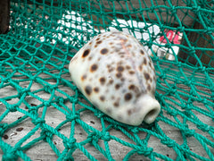 Leopard Cowrie (Cypraea tigris)