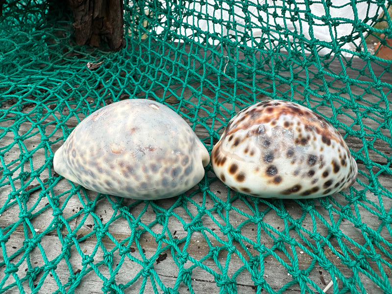 Leopard Cowrie (Cypraea tigris)