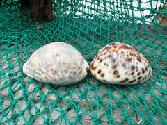 Leopard Cowrie (Cypraea tigris)