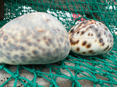 Leopard Cowrie (Cypraea tigris)