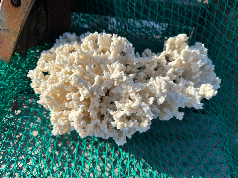 Vintage Merulina Coral 14x9x9"