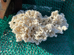 Vintage Merulina Coral 14x9x9