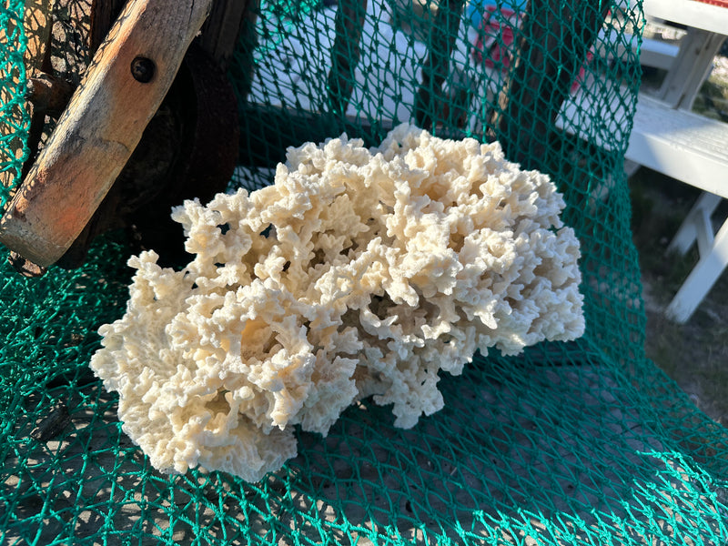 Vintage Merulina Coral 14x9x9"
