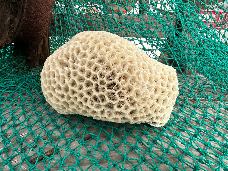 Vintage brain coral specimen with maze-like ivory surface on green netting background, 9x8x5 inch size